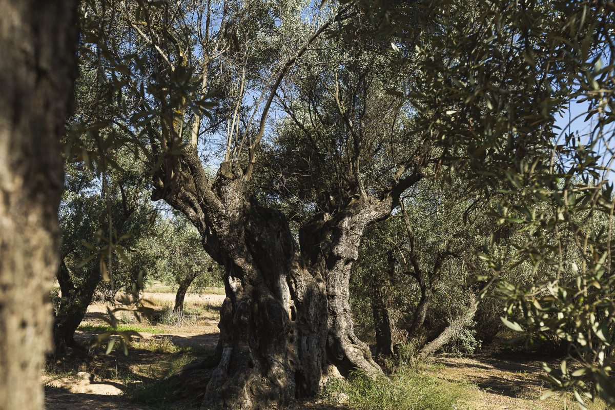 El olivar de Belchite tiene incluso un árbol