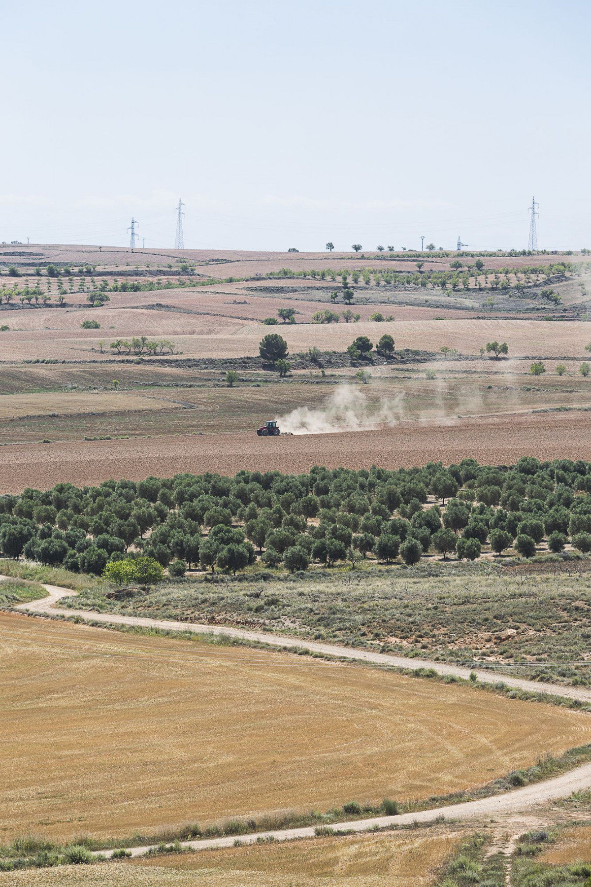 Por toda la comarca el olivar convive con otras actividades agrícolas