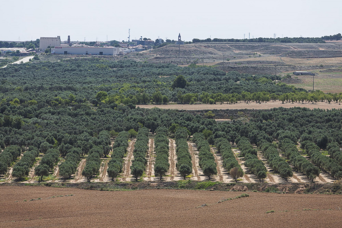 Vista de los olivares desde el Santuario de Nuestra Señora del Pueyo