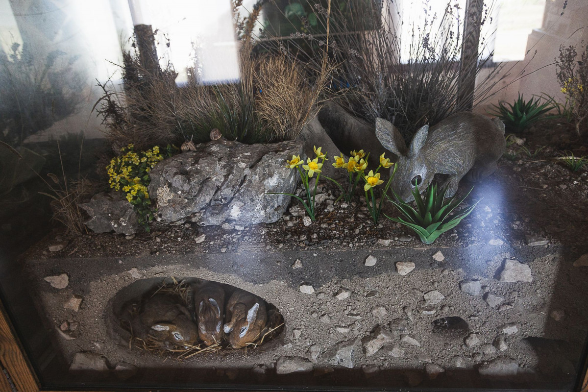 Dioramas sobre la naturaleza de la comarca, en Fuendeverde