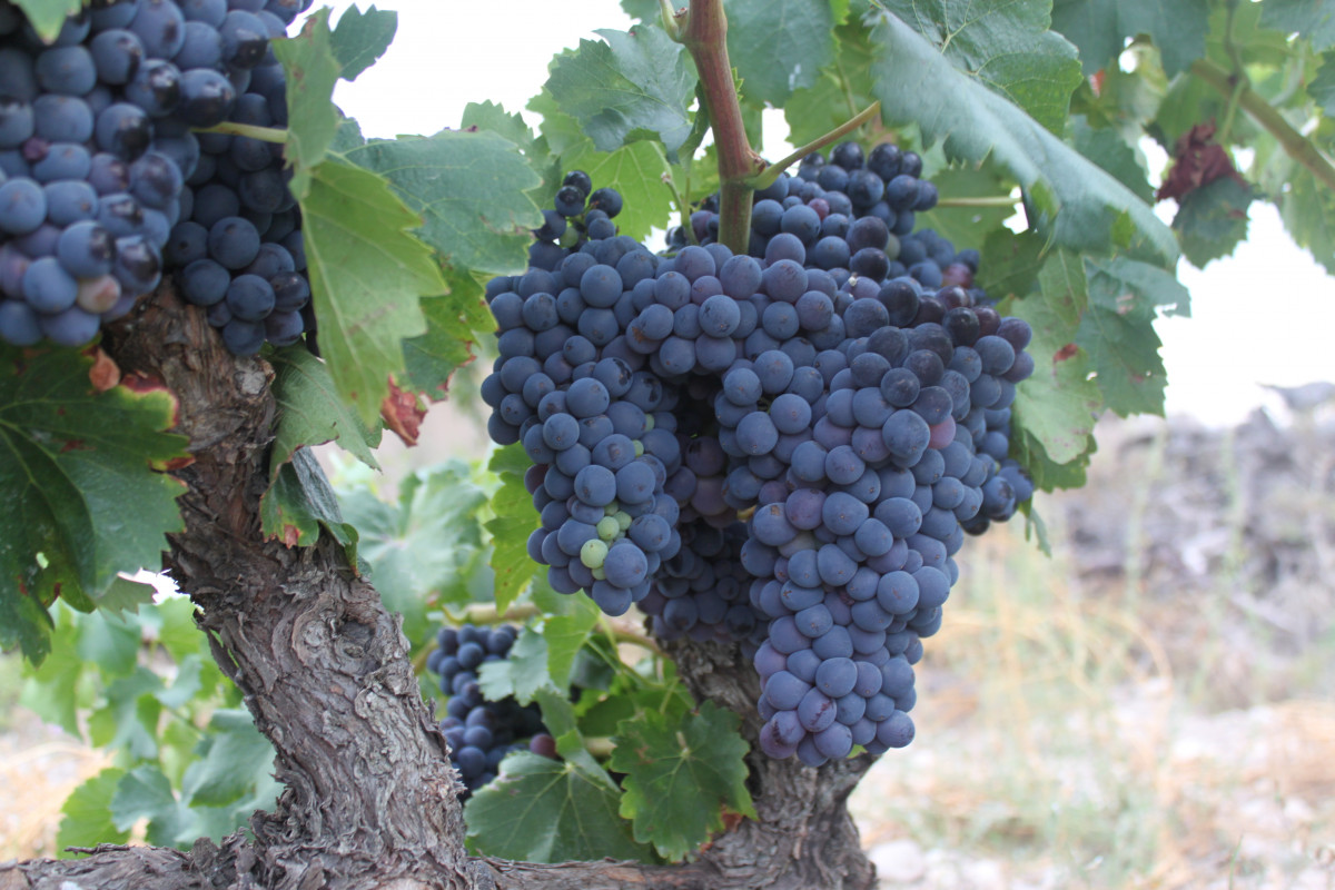 El cultivo de la viña es una tradición arraigada en la comarca