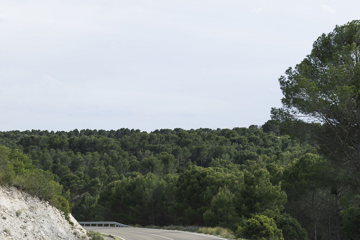 El pinar, visto desde la carretera